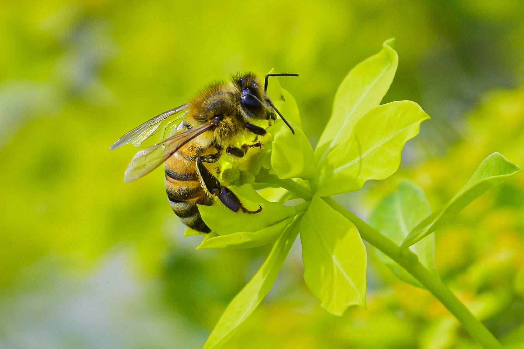 Macro DSC_0218