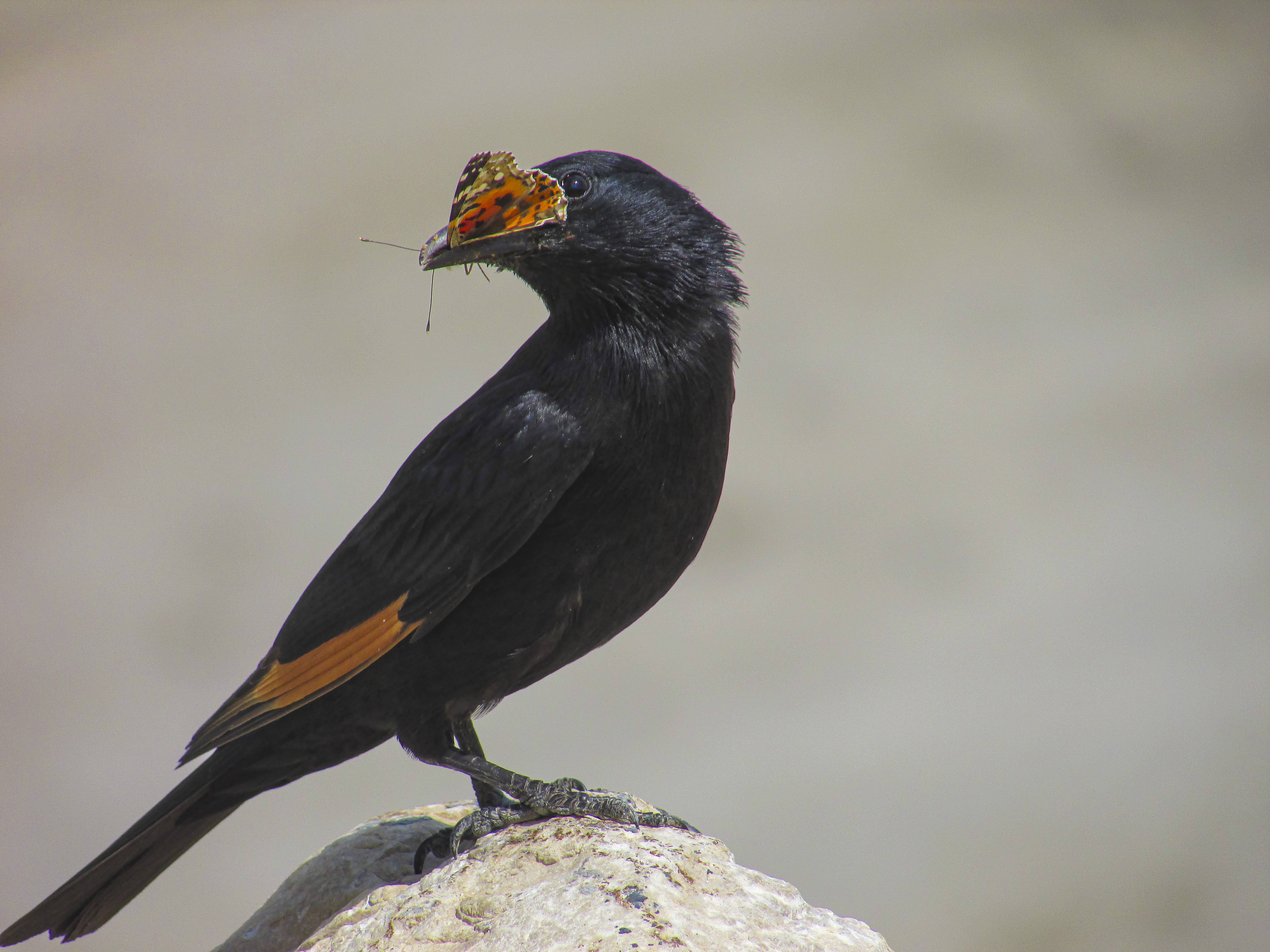 Winged IMG_0490