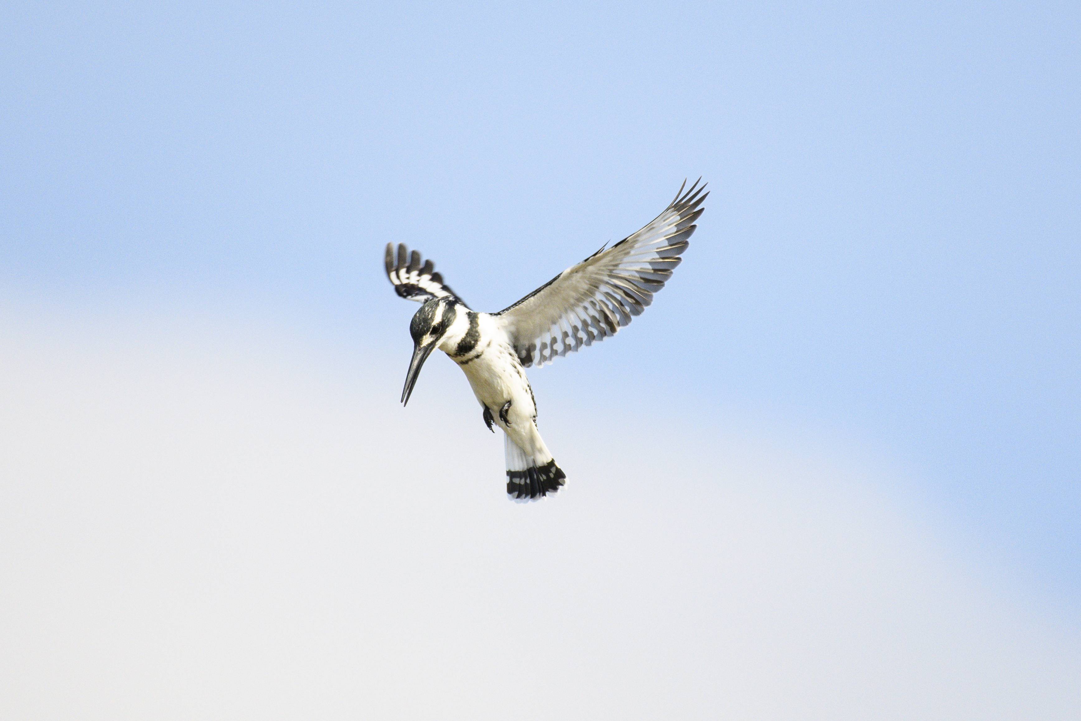 Winged S24_2277