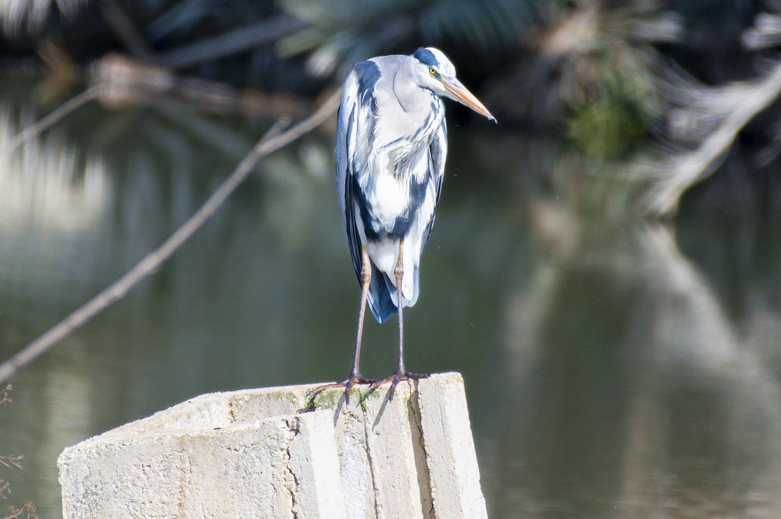 Winged S24_2343