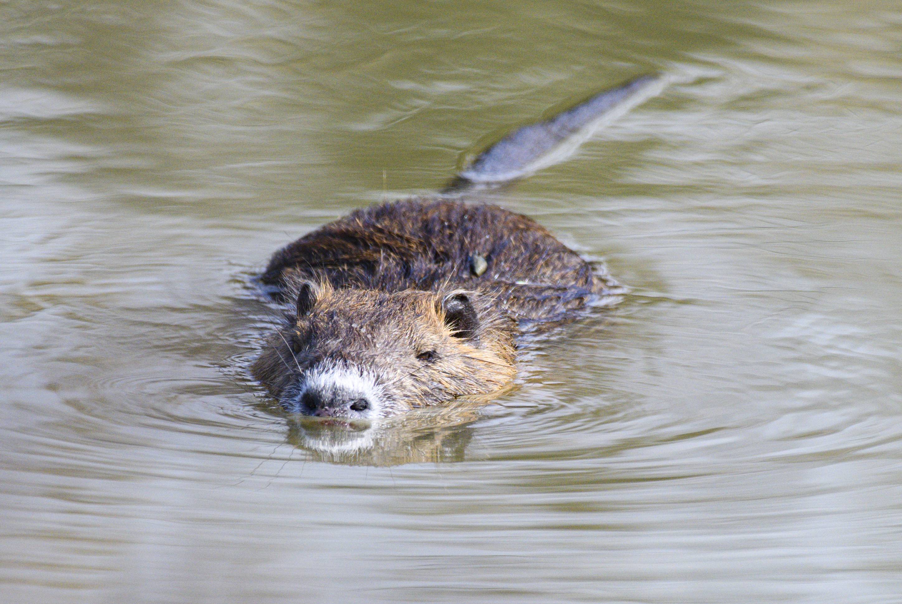 Wildlife S24_2398