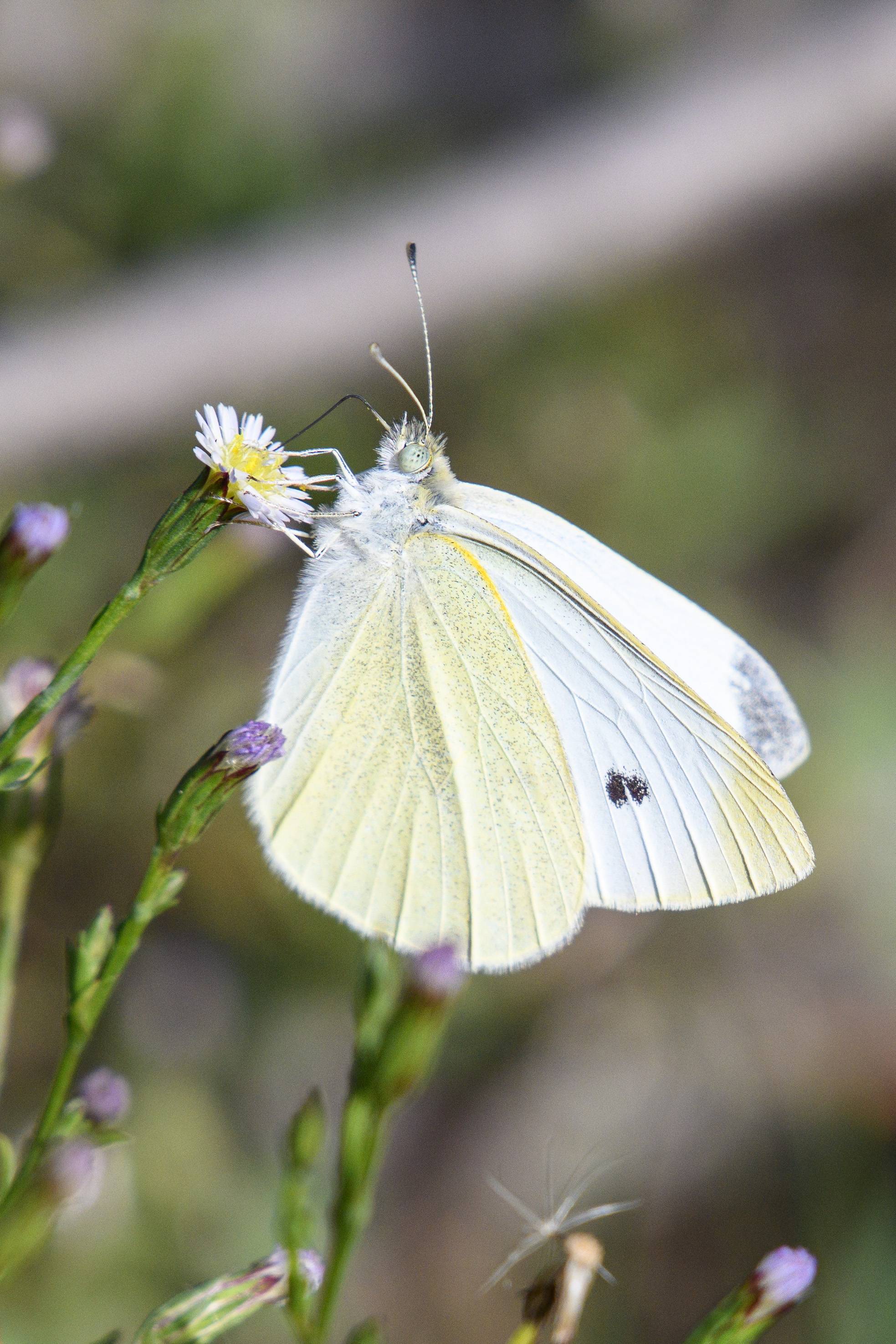 Macro S24_2479