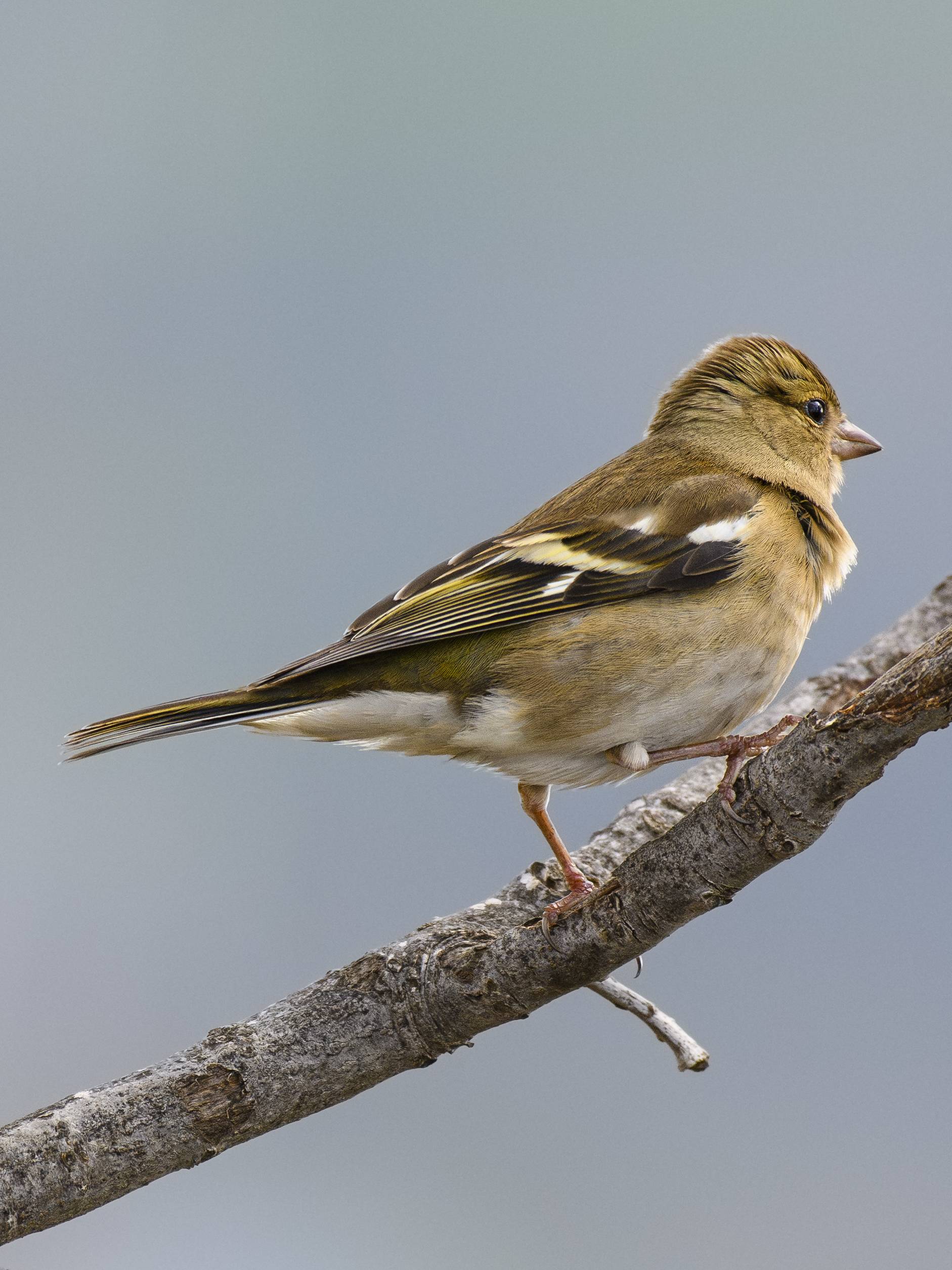 Winged S24_3185