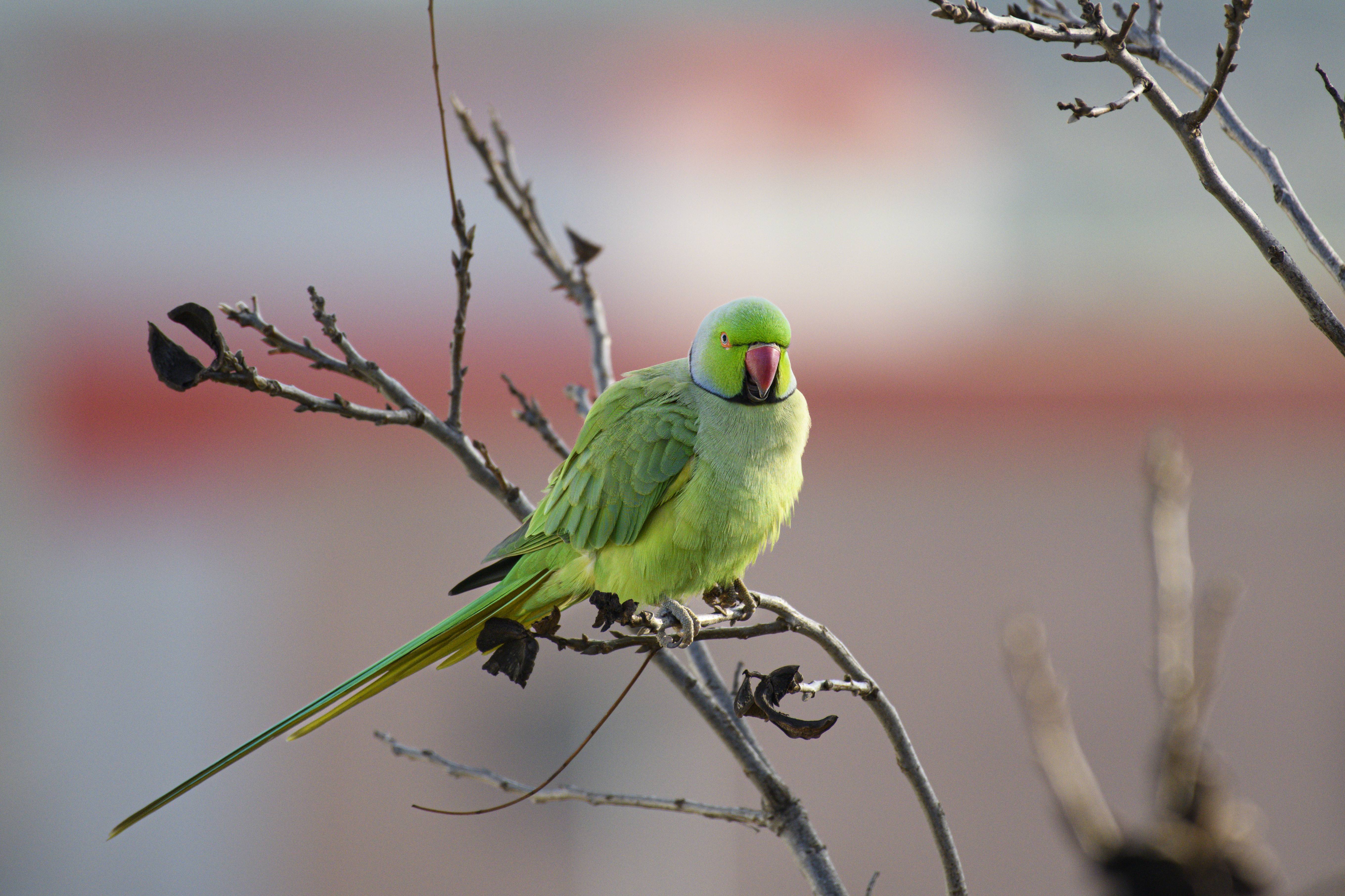 Winged S24_3566
