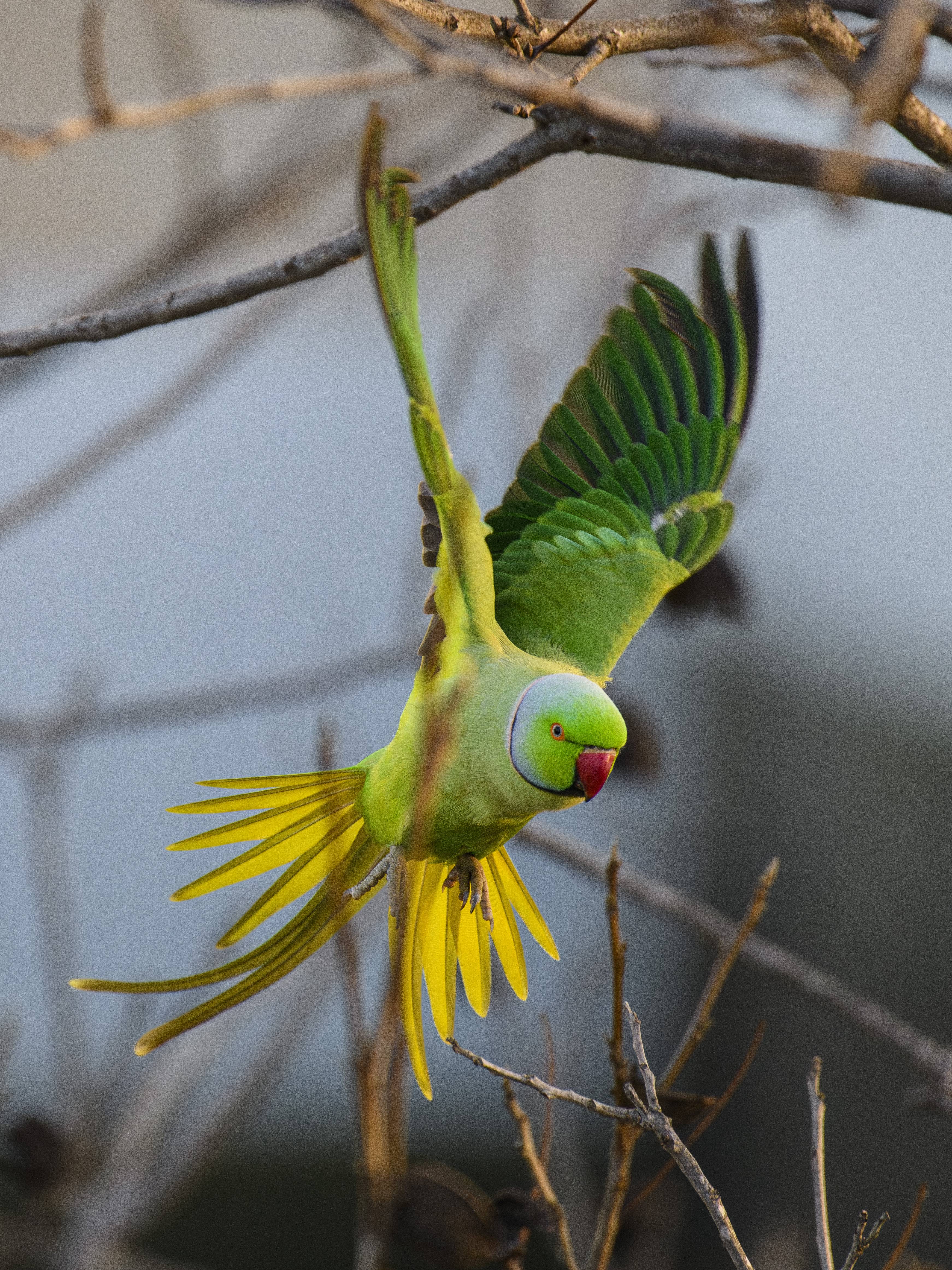 Winged S24_3968