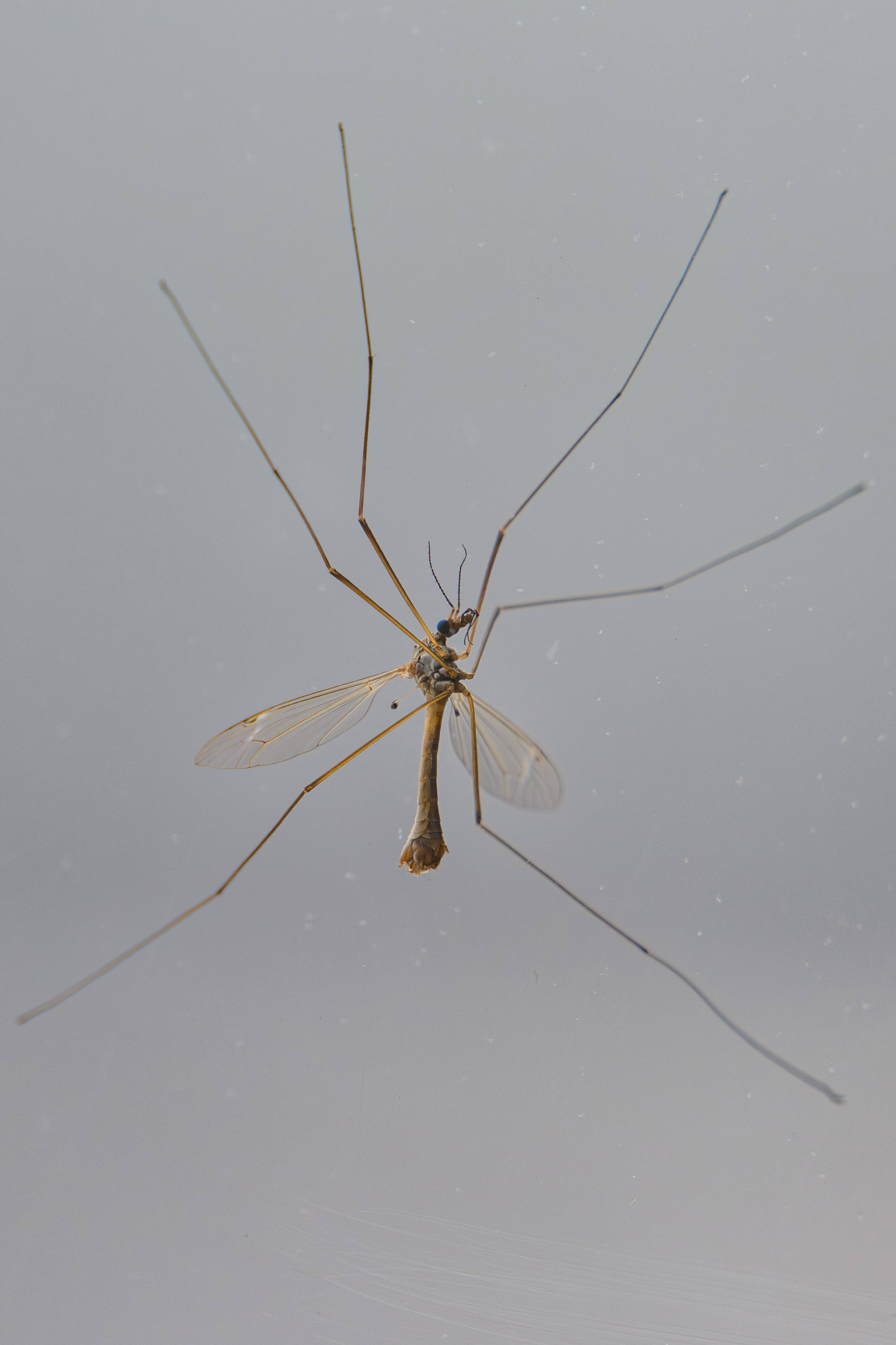 Macro S24_4018