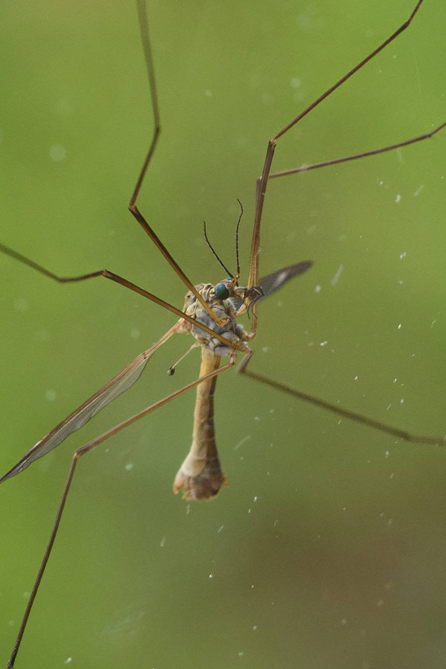 Macro S24_4022