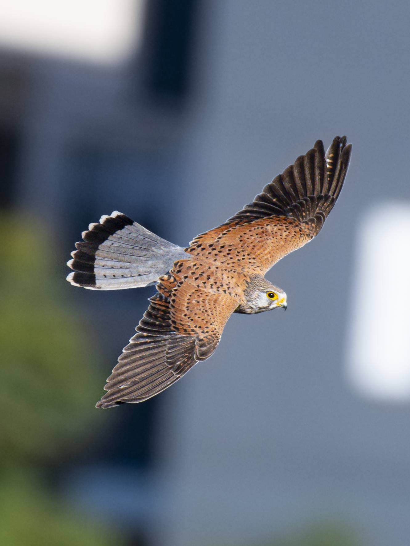 Winged S24_4718
