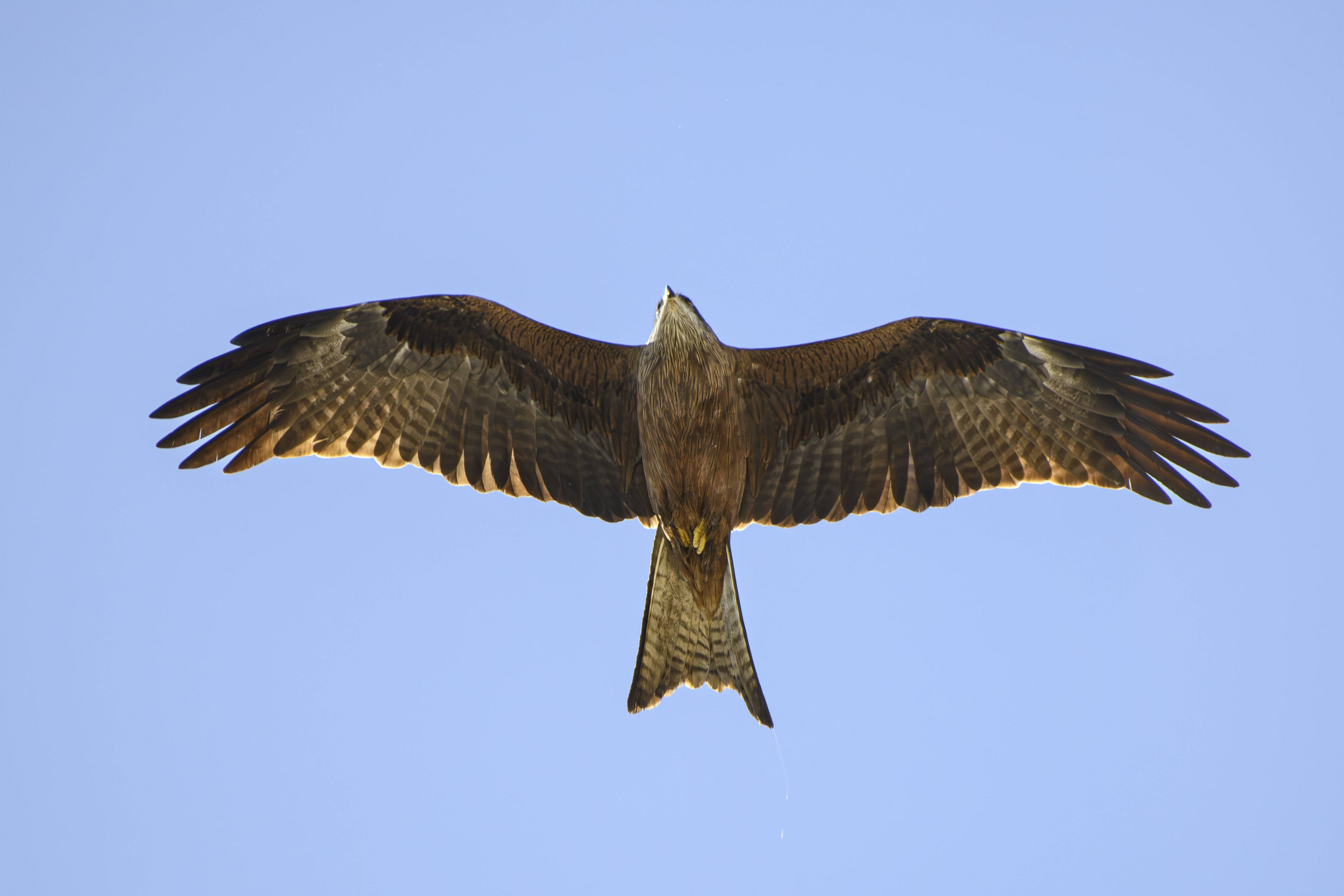 Winged S24_4922
