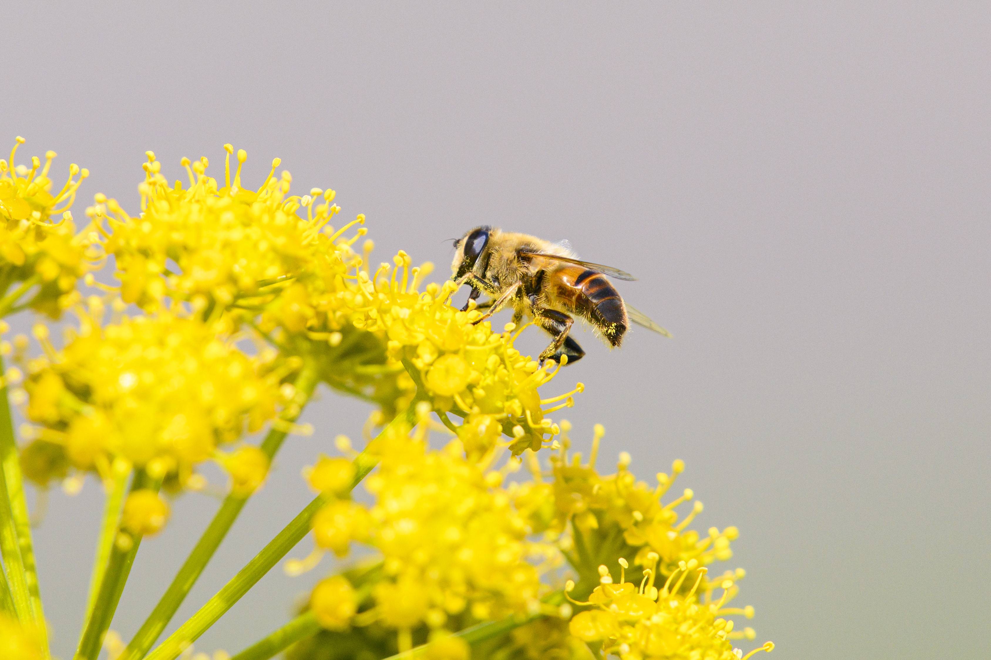 Macro S24_5030