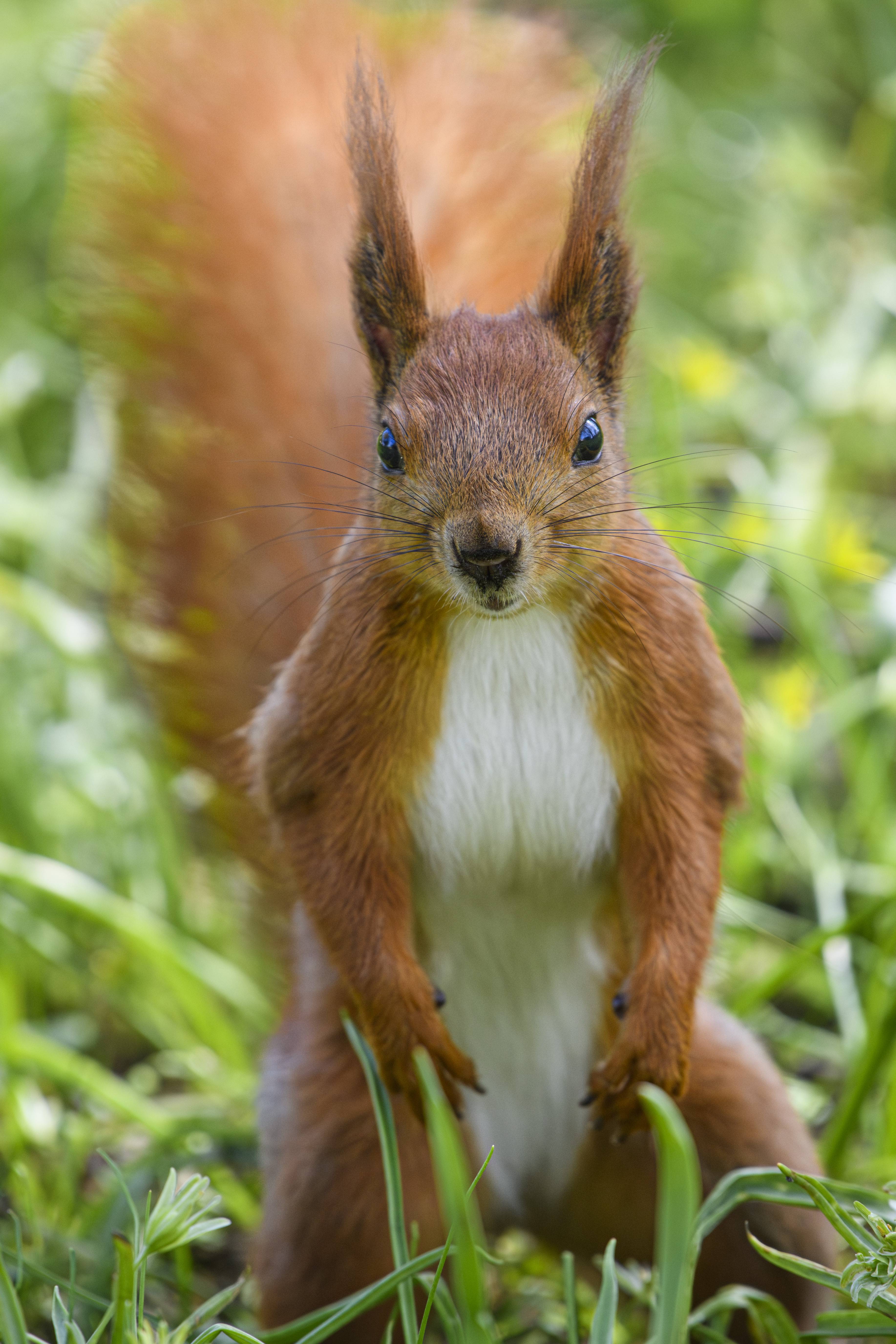 Wildlife S24_5629