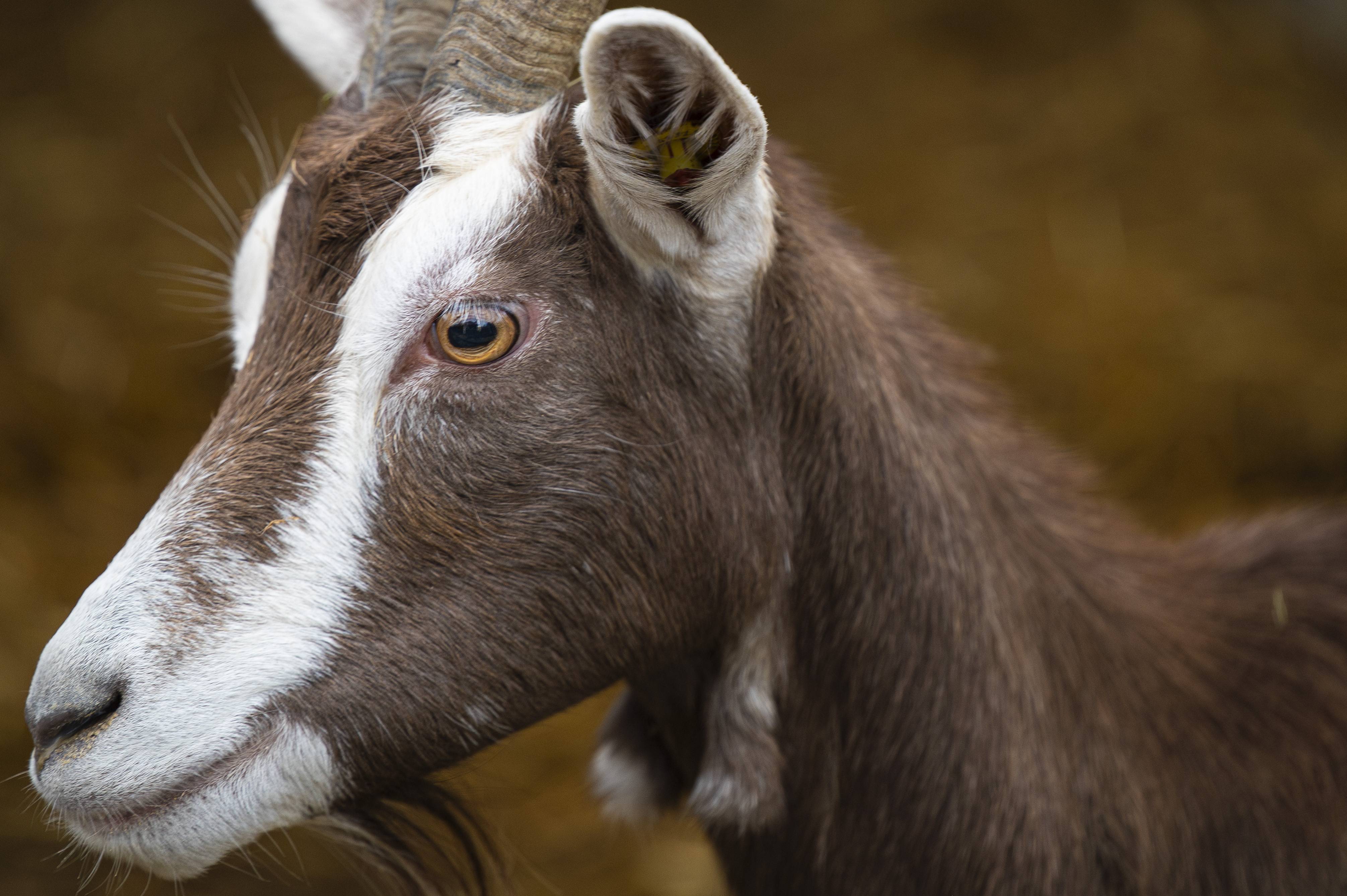 Wildlife _DSC2777