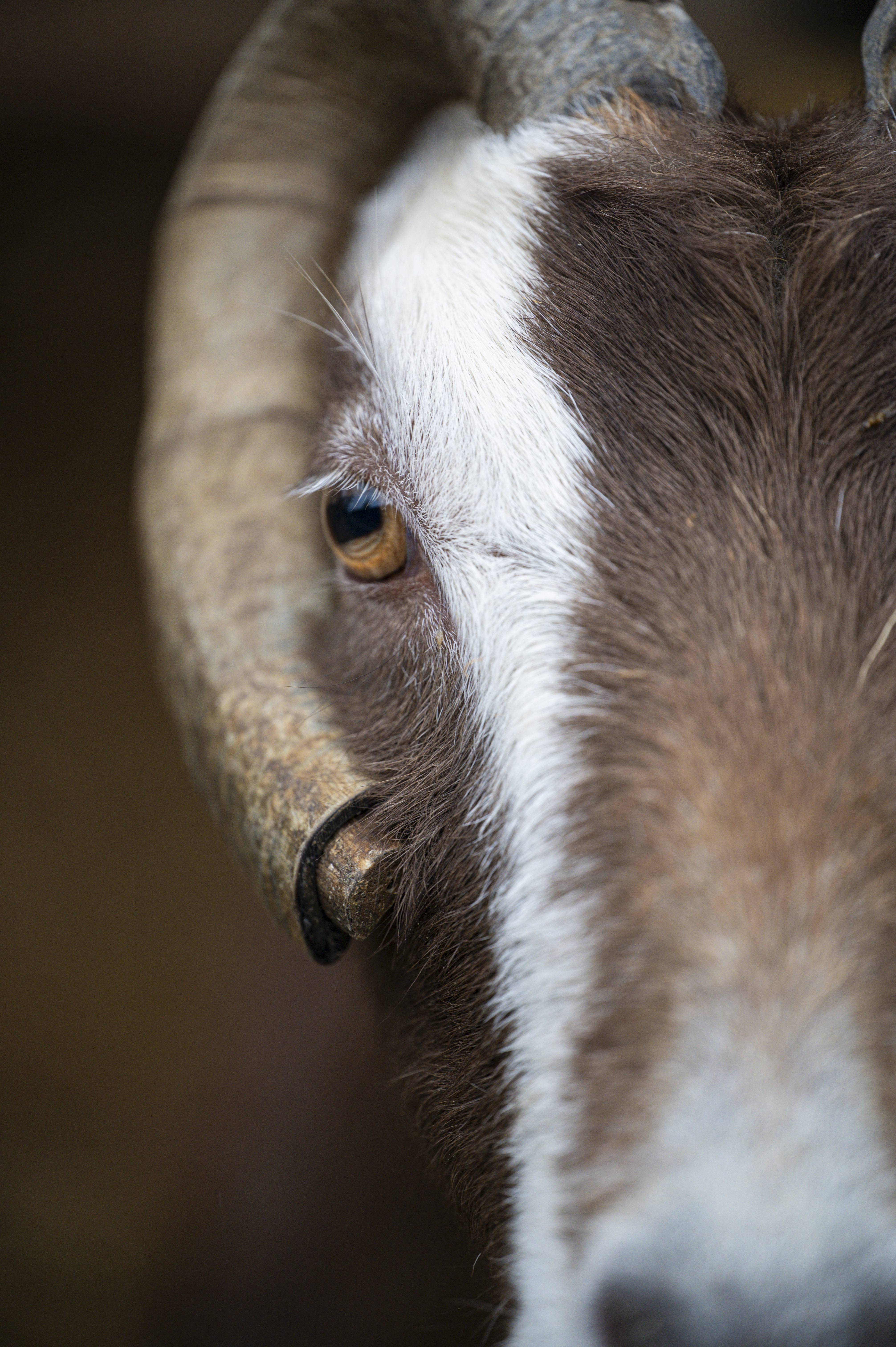 Wildlife _DSC2780