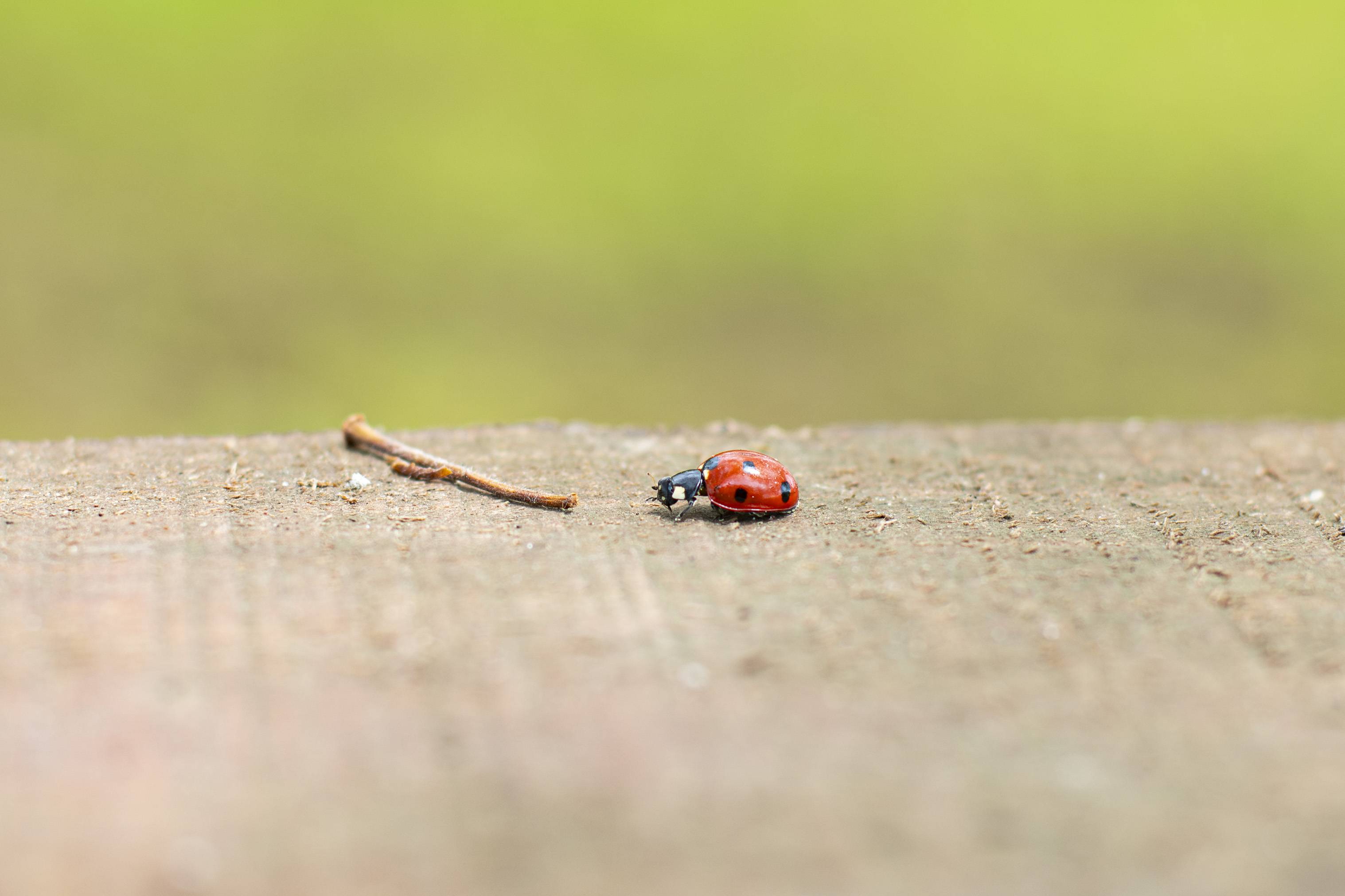 Macro _S242275