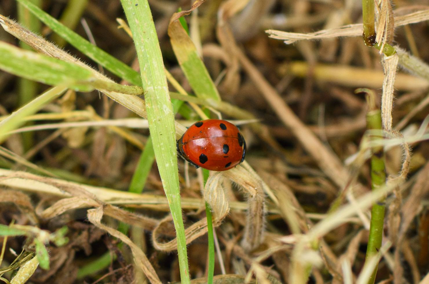 Macro _S242553