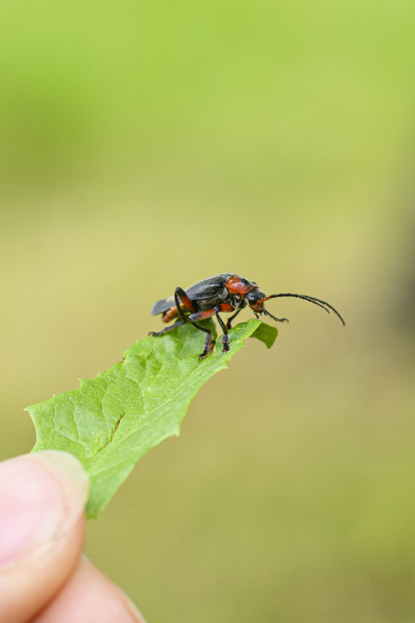 Macro _S242562