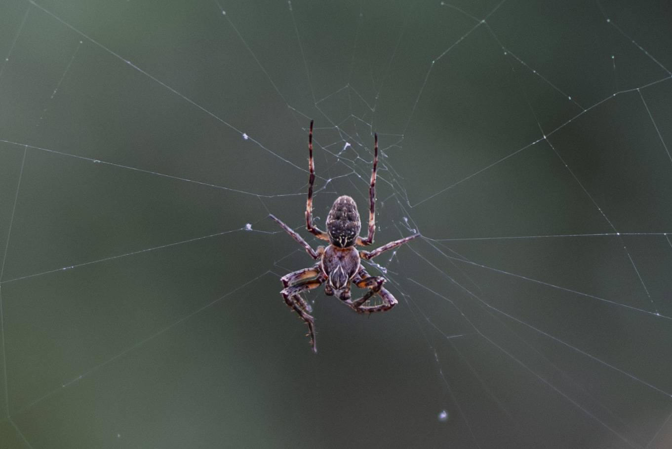 Macro _S243540