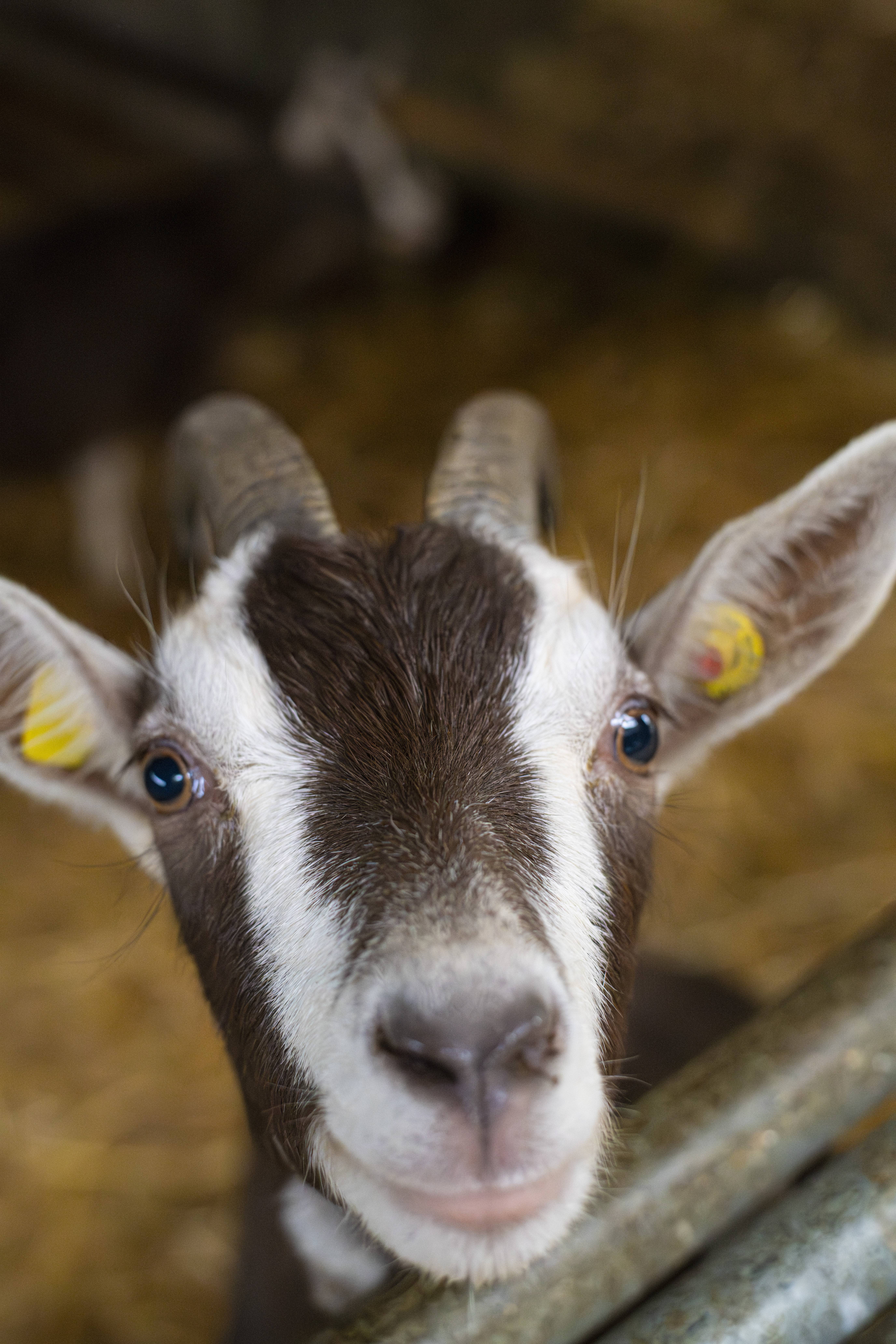 Wildlife _S243874