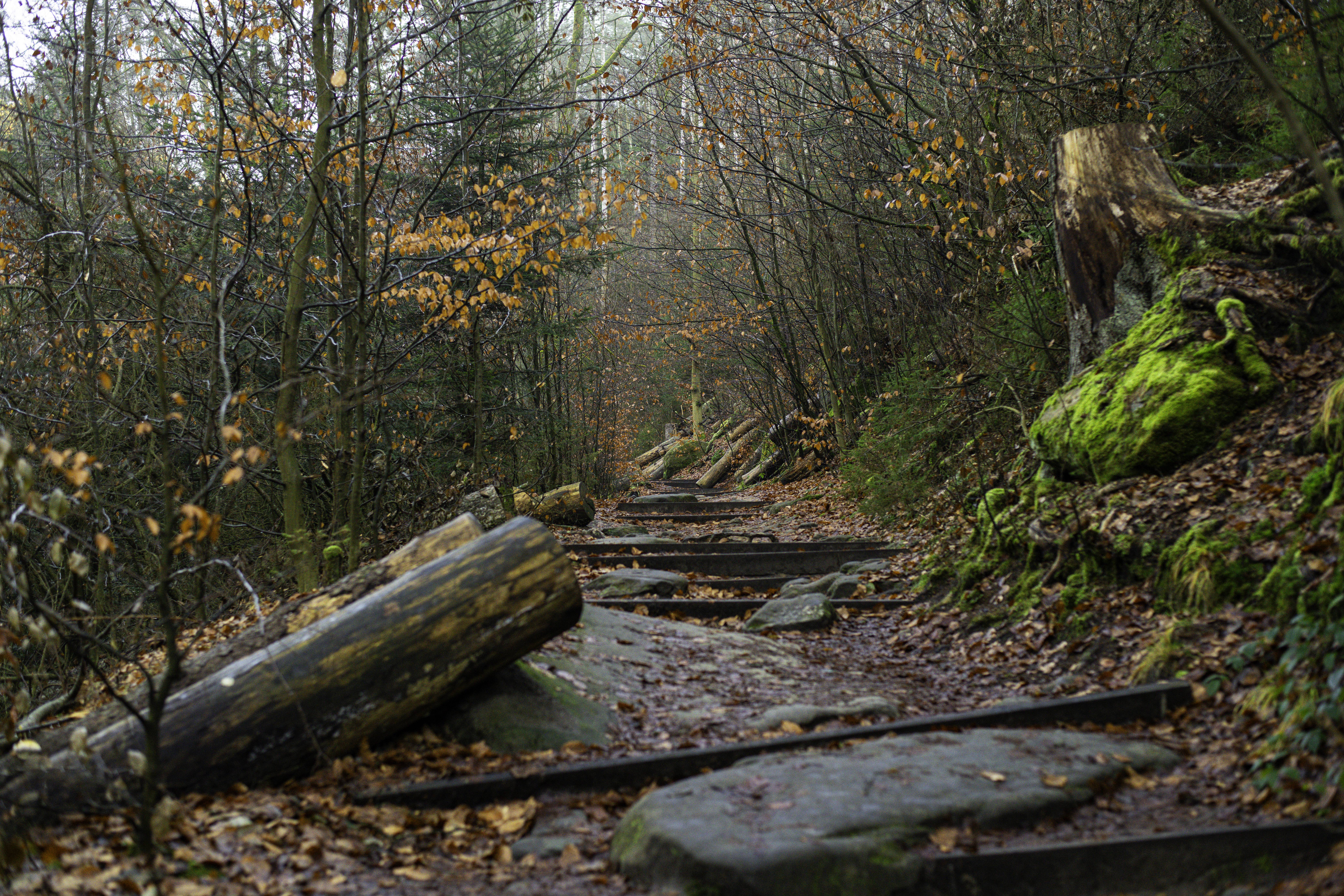 Landscape _S245428