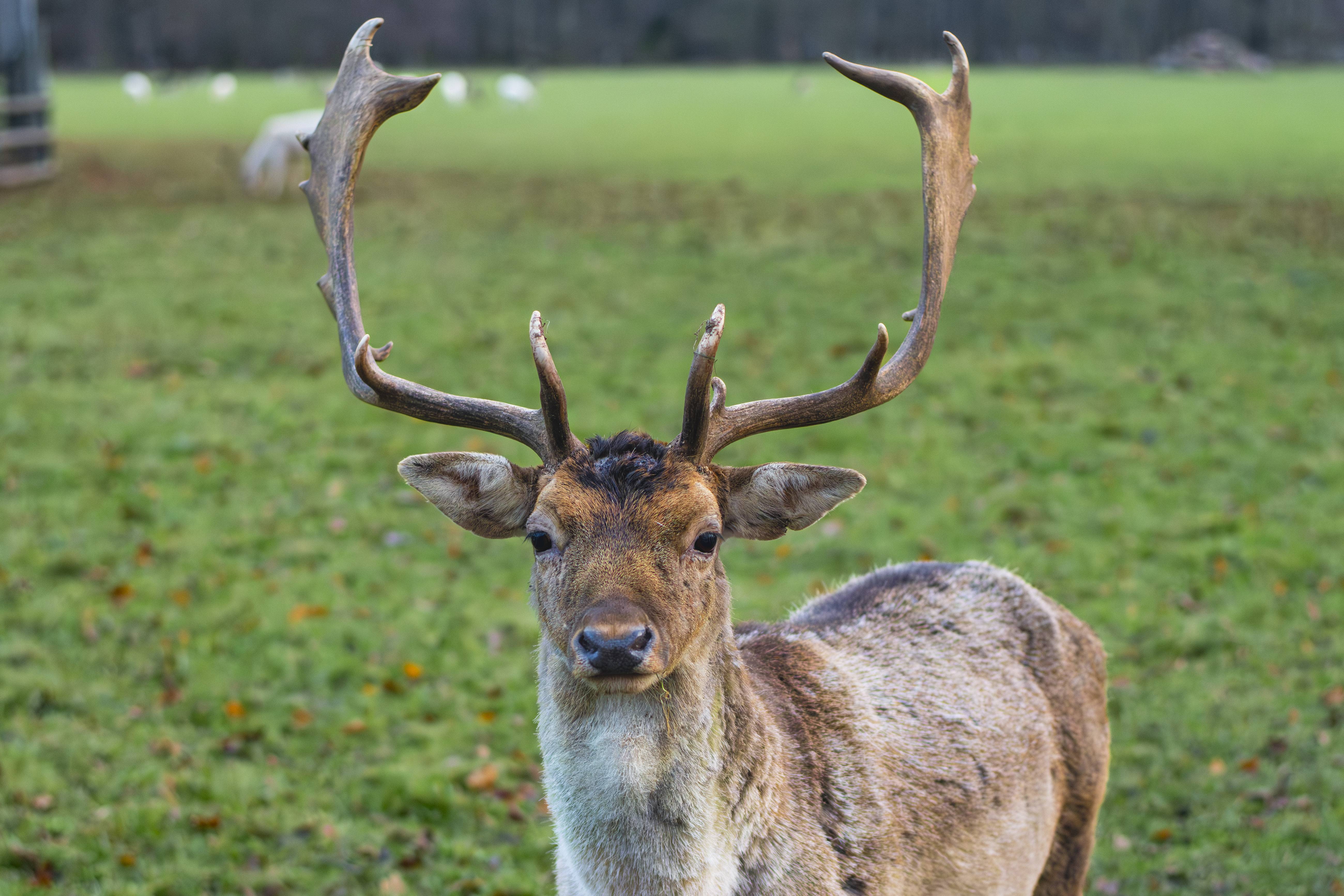 Wildlife _S245913