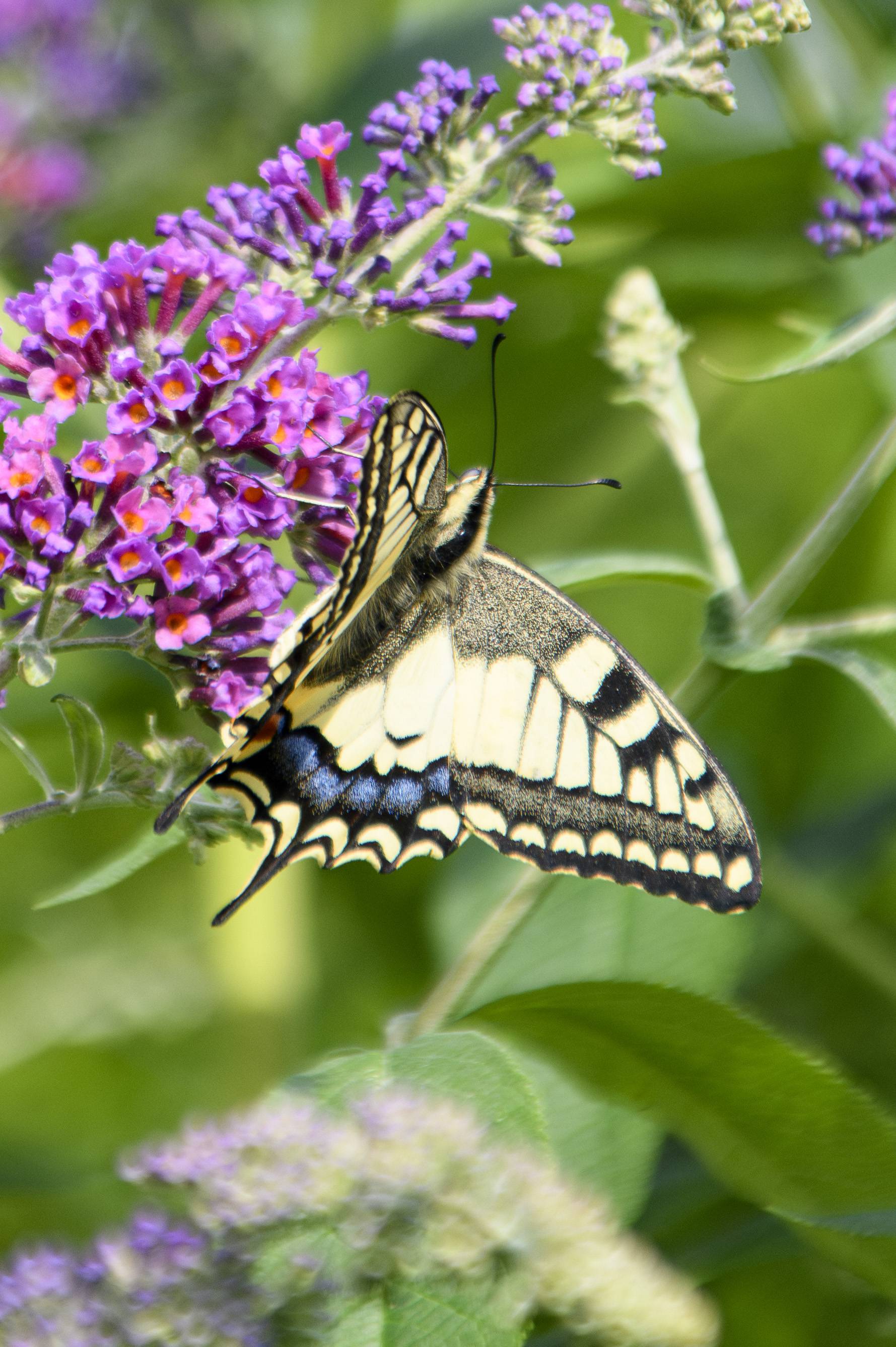 Macro _S247379