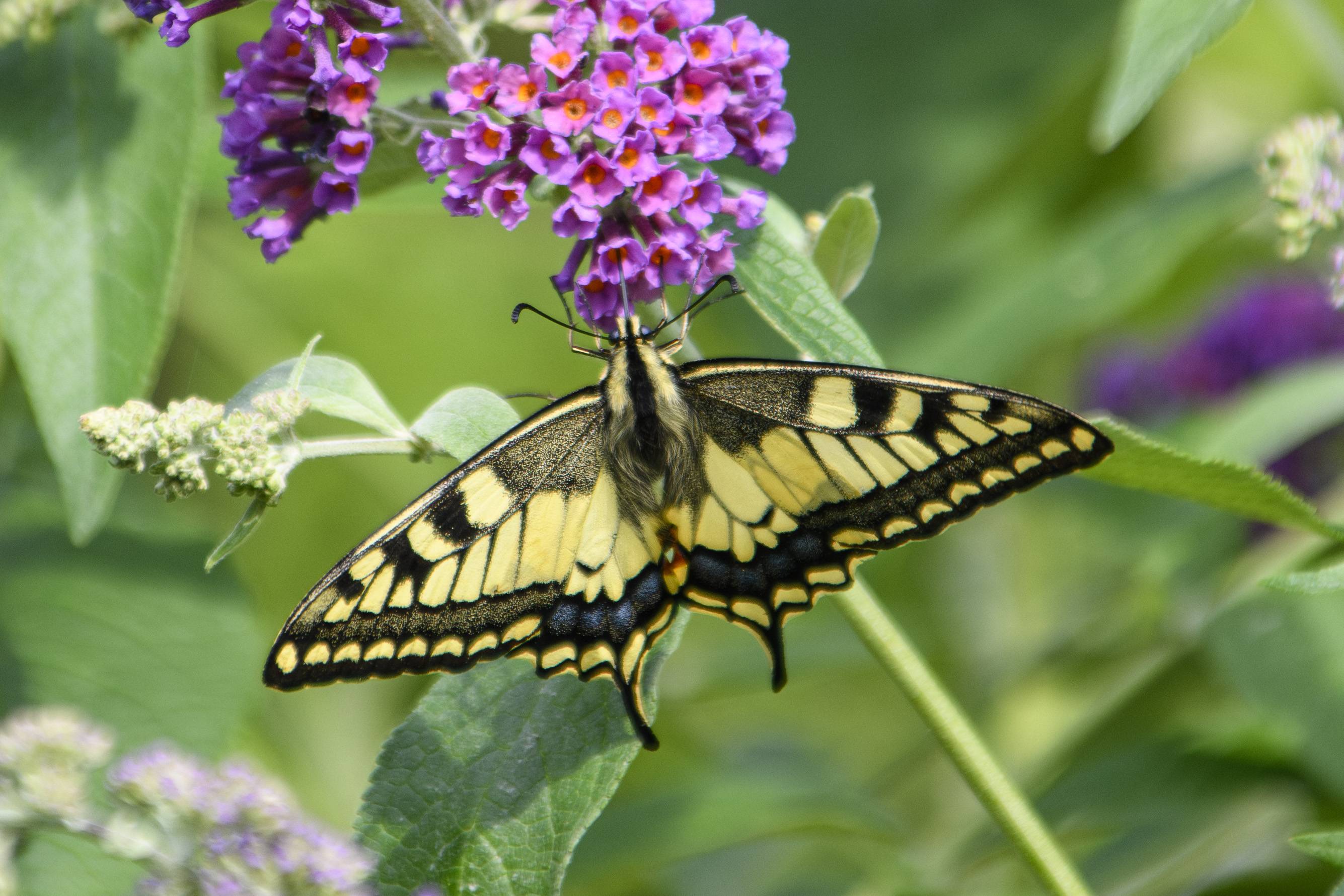 Macro _S247381