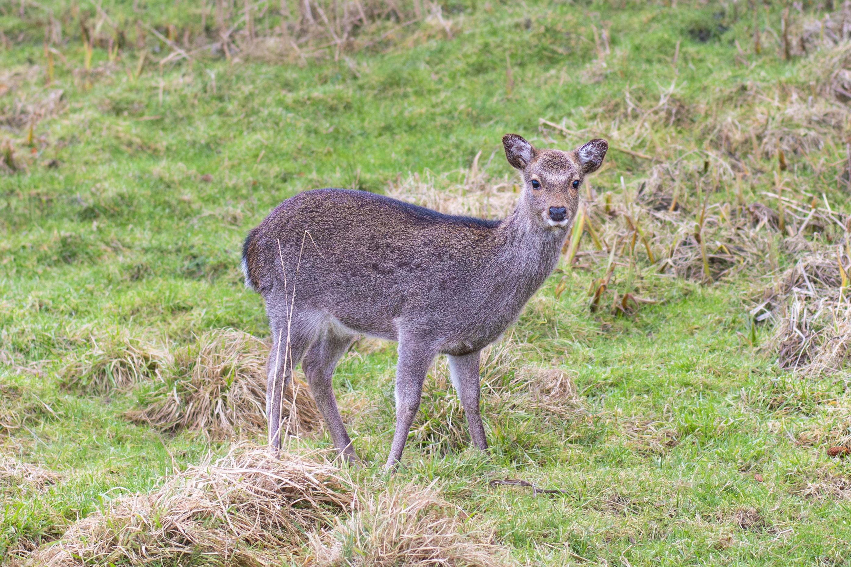 Wildlife _S249309